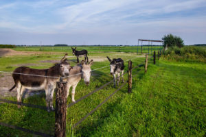 Vakantie in Valthermond (Drenthe)